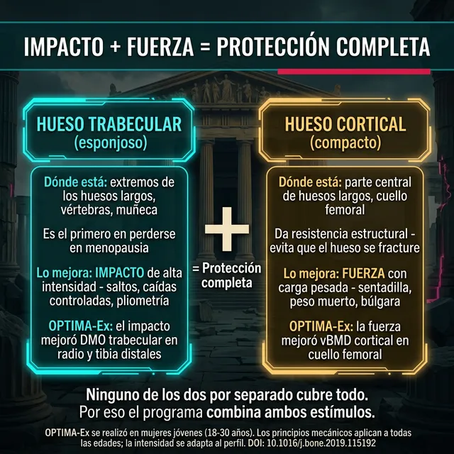 Infografía: Impacto + Fuerza = Protección completa — hueso trabecular y cortical