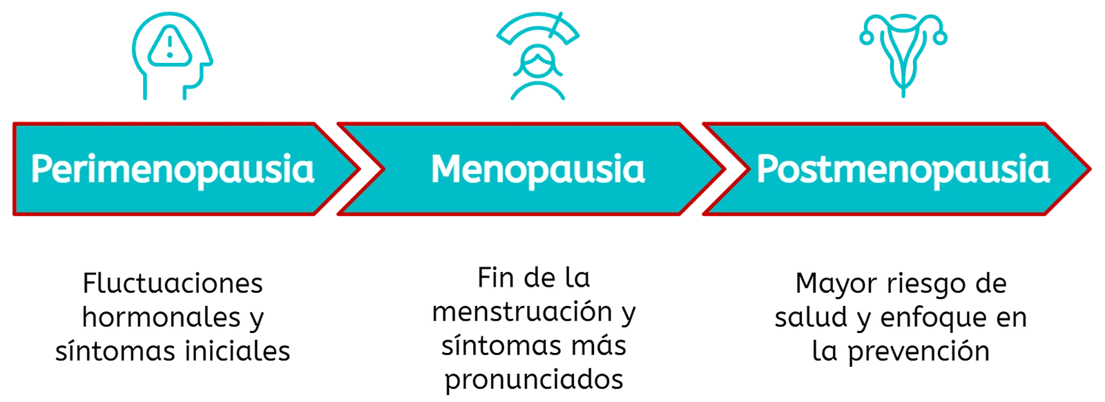 Línea de tiempo de las fases de la menopausia